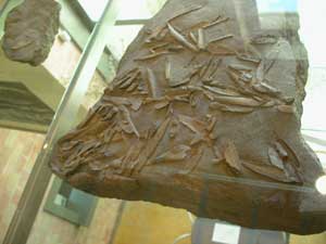 Fossilized olive leaves found on the island of Santorini