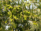 green olives hanging from an olive tree in the midday sun